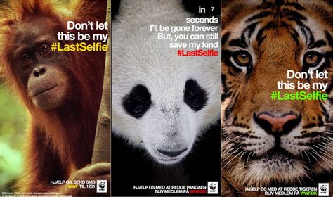 is world wildlife fund non profit|About Us .
